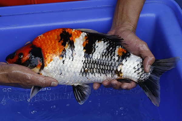 16-昭和三色-39cm-母-2016年產-10000起標-(強度p2-2017元大昭和拍賣會)-3.jpg