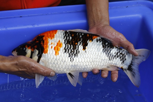 17-昭和三色-40cm-不明-2016年產-5000起標-(強度p2-2017元大昭和拍賣會)-2.jpg.jpg