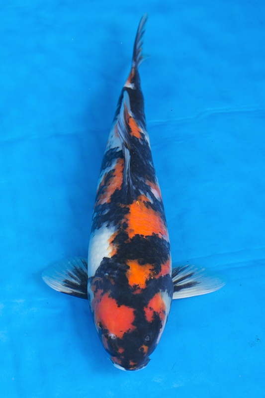 20-昭和三色(樂透魚)-41cm-母-2016年產-3000起標-(強度p2-2017元大昭和拍賣會)-1.jpg.jpg