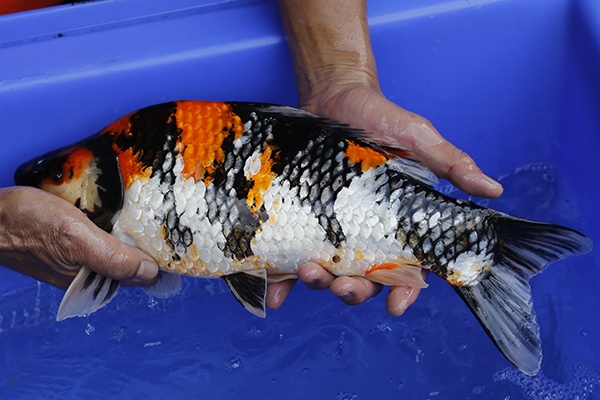 20-昭和三色(樂透魚)-41cm-母-2016年產-3000起標-(強度p2-2017元大昭和拍賣會)-2.jpg.jpg