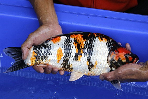 20-昭和三色(樂透魚)-41cm-母-2016年產-3000起標-(強度p2-2017元大昭和拍賣會)-3.jpg.jpg