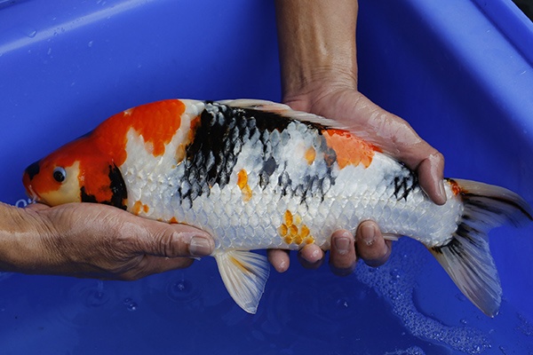 22-昭和三色-40cm-不明-2016年產-5000起標-(強度p2-2017元大昭和拍賣會)-2.jpg.jpg