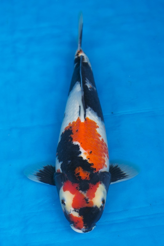 24-昭和三色(超壯碩-樂透魚)-40cm-母-2016年產-2000起標-(強度p2-2017元大昭和拍賣會).jpg