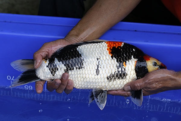 24-昭和三色(超壯碩-樂透魚)-40cm-母-2016年產-2000起標-(強度p2-2017元大昭和拍賣會).jpg