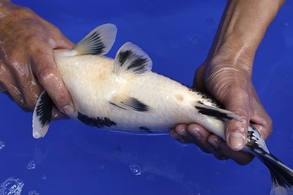 24-昭和三色(超壯碩-樂透魚)-40cm-母-2016年產-2000起標-(強度p2-2017元大昭和拍賣會).jpg