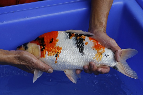 25-昭和三色-38cm-母-2016年產-3000起標-(強度p2-2017元大昭和拍賣會)-2.jpg