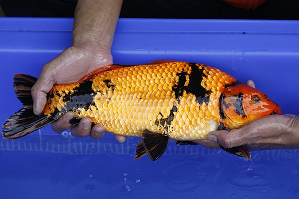 30-紅寫-42cm-母-2016年產-2000起標-(強度p2-2017元大昭和拍賣會)-2.jpg