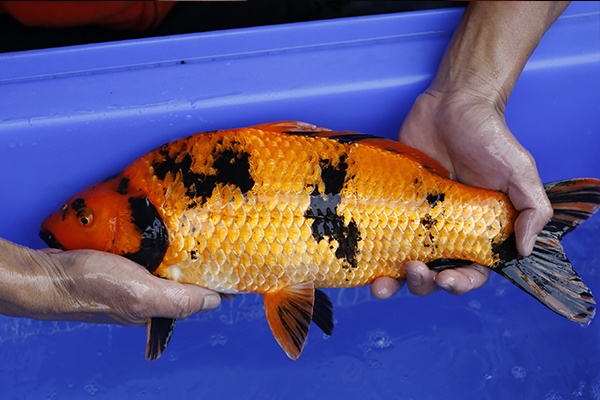 30-紅寫-42cm-母-2016年產-2000起標-(強度p2-2017元大昭和拍賣會)-3.jpg