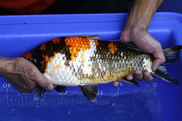 31-昭和三色-42cm-不明-2016年產-3000起標-(強度p2-2017元大昭和拍賣會)-2.jpg.jpg