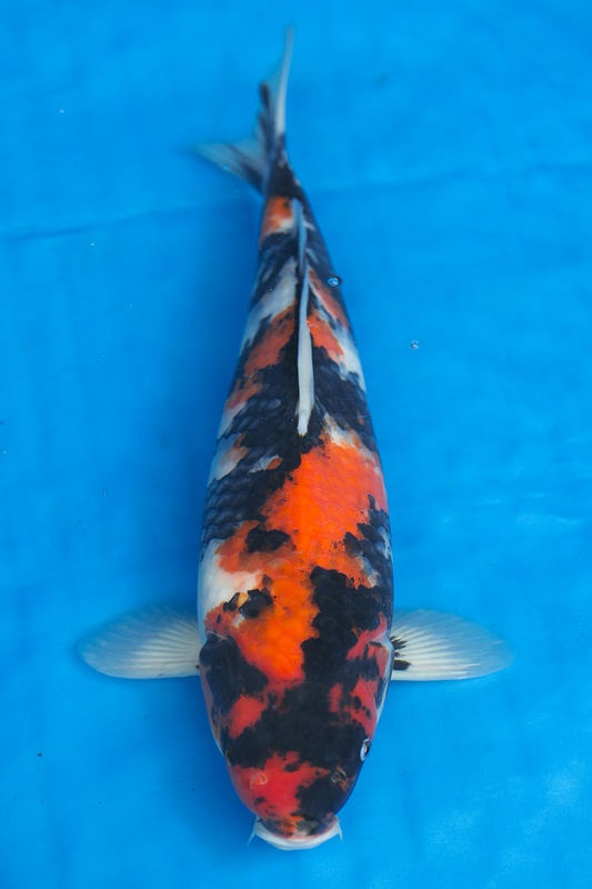 32-昭和三色(樂透魚)-41cm-不明-2016年產-3000起標-(強度p2-2017元大昭和拍賣會)-1.jp.jpg