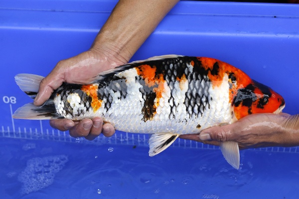 32-昭和三色(樂透魚)-41cm-不明-2016年產-3000起標-(強度p2-2017元大昭和拍賣會)-3.jp.jpg