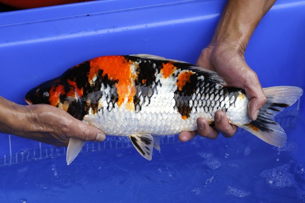 32-昭和三色(樂透魚)-41cm-不明-2016年產-3000起標-(強度p2-2017元大昭和拍賣會)-2.jp.jpg