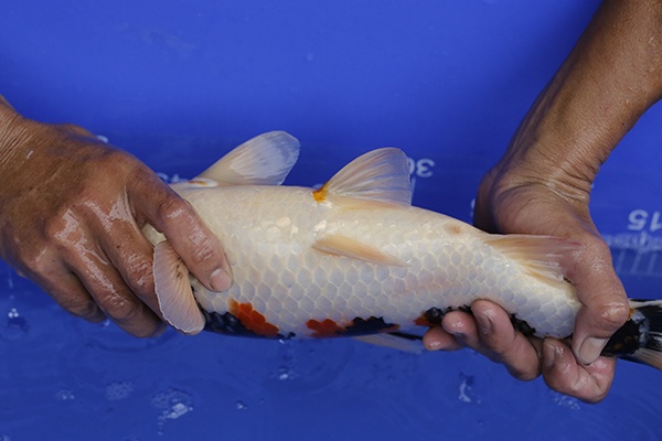 33-昭和三色-40cm-母-2016年產-5000起標-(強度p2-2017元大昭和拍賣會)-4.jpg