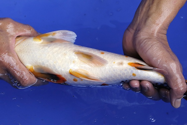 35-昭和三色-39cm-母-2016年產-3000起標-(強度p2-2017元大昭和拍賣會)-4.jpg