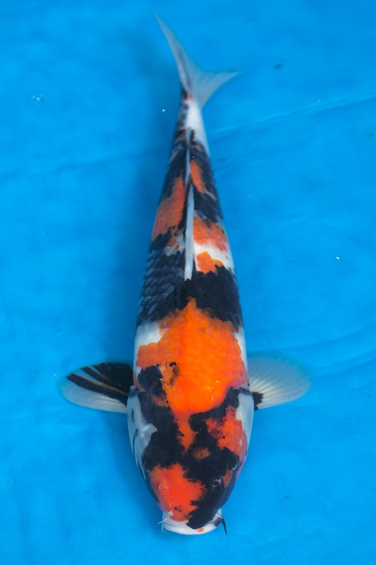 36-昭和三色(樂透魚)-38cm-不明-2016年產-3000起標-(強度p2-2017元大昭和拍賣會)-1.jp.jpg