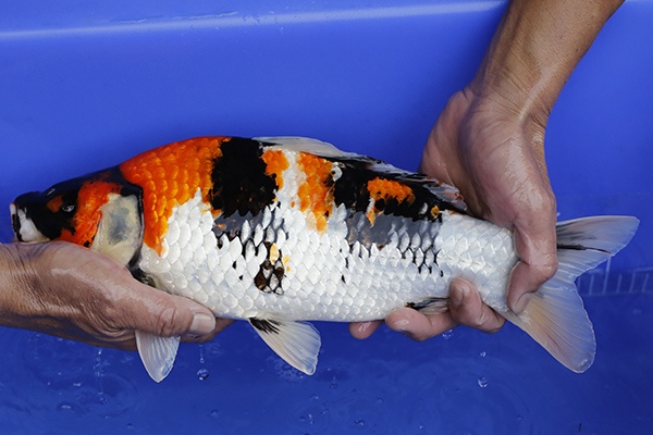 36-昭和三色(樂透魚)-38cm-不明-2016年產-3000起標-(強度p2-2017元大昭和拍賣會)-2.jp.jpg