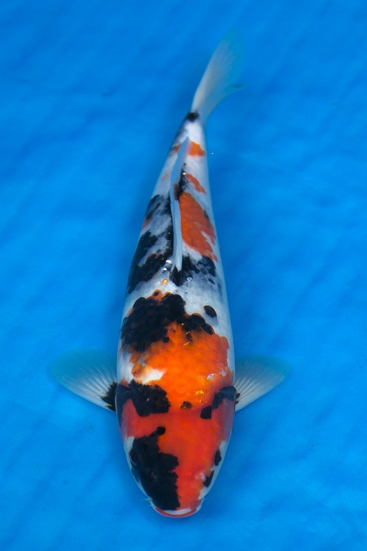 37-昭和三色(樂透魚)-37cm-母-2016年產-3000起標-(強度p2-2017元大昭和拍賣會)-1.jpg.jpg