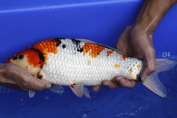 37-昭和三色(樂透魚)-37cm-母-2016年產-3000起標-(強度p2-2017元大昭和拍賣會)-2.jpg.jpg