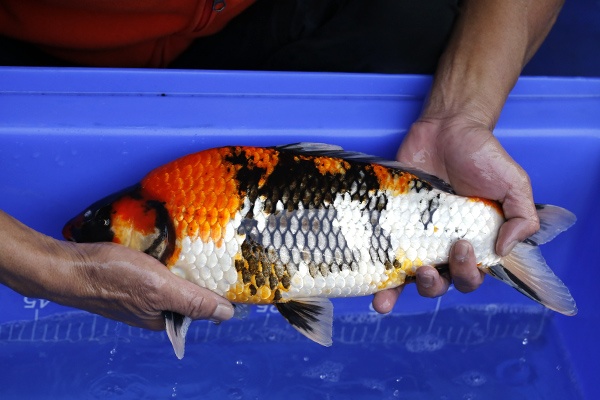 38-昭和三色-41cm-母-2016年產-3000起標-(強度p2-2017元大昭和拍賣會)-2.jpg