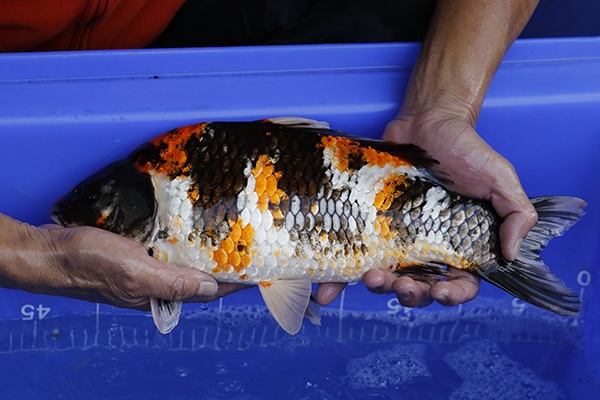 41-昭和三色-40cm-母-2016年產-3000起標-(強度p2-2017元大昭和拍賣會)-2.jpg