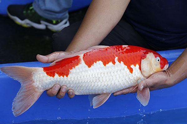 05-紅白-52cm-公-2015年產-3000起標-(2017江語鯉苑拍賣會)-2.jpg