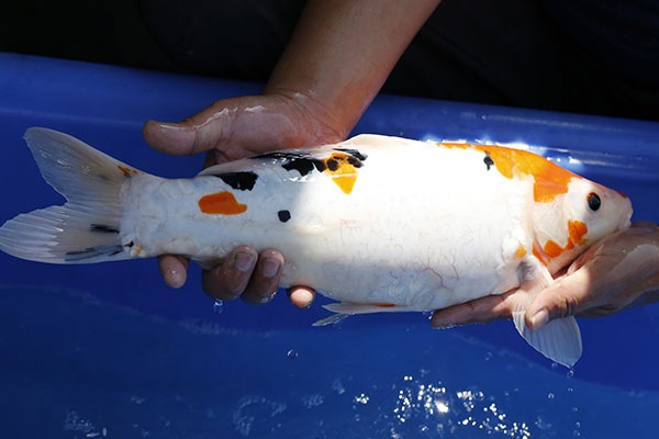 12-德國大正-45cm-母-2015年產-5000起標-(2017江語鯉苑拍賣會)-3.jpg