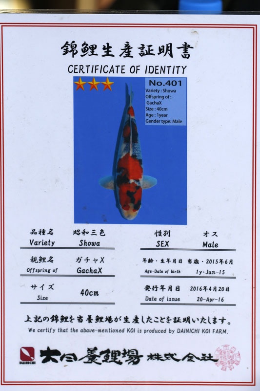 25-昭和三色(日本大日產)-49cm-公-2015年產-10000起標-(2017江語鯉苑拍賣會)-2.jpg.jpg