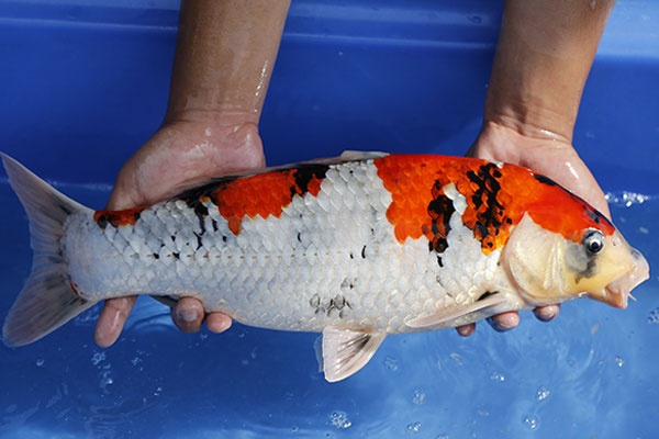 25-昭和三色(日本大日產)-49cm-公-2015年產-10000起標-(2017江語鯉苑拍賣會)-3.jpg.jpg