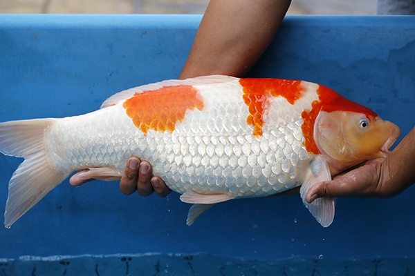 02-紅白-62cm-母-2015年產-10000起標-(2017江口的錦鯉殿)-2.jpg