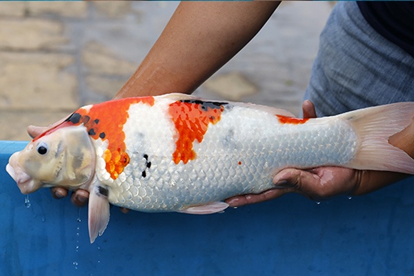 05-昭和三色(日本桃太郎產)-51cm-母-2015年產-10000起標-(2017江口拍賣會)-3.jpg.jpg