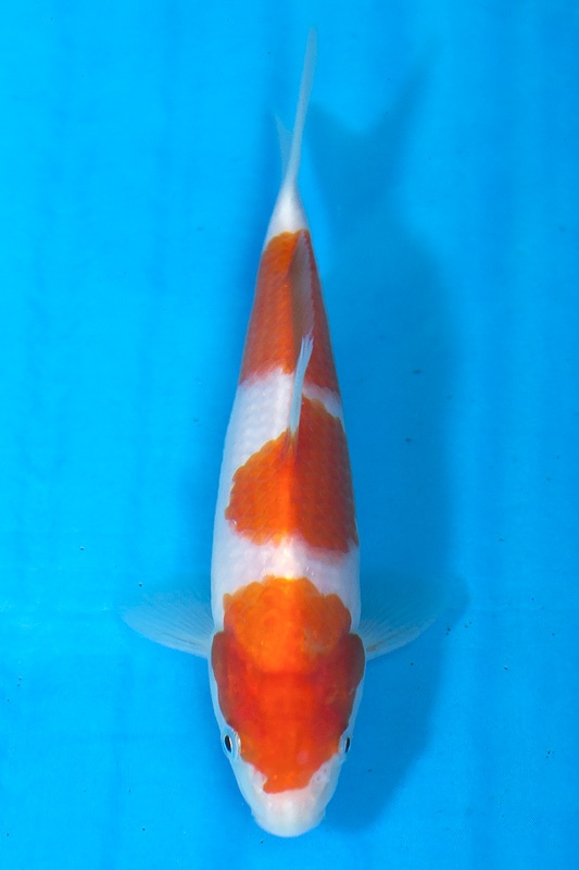 10-紅白(日本桃太郎產)-20cm-不明-2016年產-8000起標-(2017江口拍賣會)-1.jpg.jpg