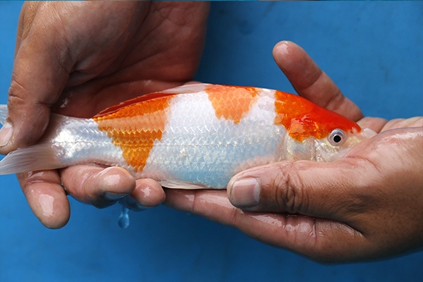 10-紅白(日本桃太郎產)-20cm-不明-2016年產-8000起標-(2017江口拍賣會)-4.jpg.jpg