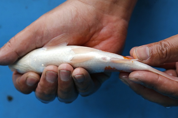 10-紅白(日本桃太郎產)-20cm-不明-2016年產-8000起標-(2017江口拍賣會)-5.jpg.jpg