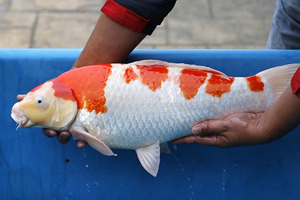 23-紅白-56cm-不明-2015年產-5000起標-(2017江口拍賣會)-3.jpg