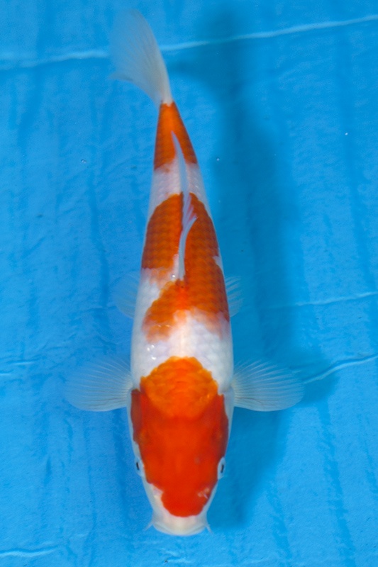 25-紅白(日本桃太郎產)-27cm-不明-2016年產-3000起標-(2017江口拍賣會)-1.jpg.jpg