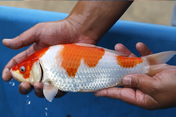 25-紅白(日本桃太郎產)-27cm-不明-2016年產-3000起標-(2017江口拍賣會)-4.jpg.jpg