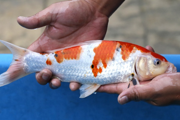 31-大正三色-29cm-不明-2016年產-3000起標-(2017江口拍賣會)-2.jpg