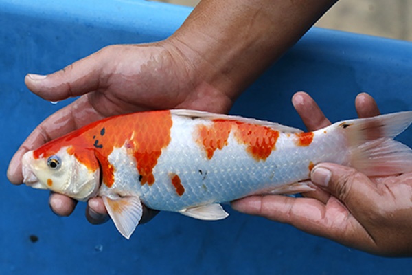 31-大正三色-29cm-不明-2016年產-3000起標-(2017江口拍賣會)-3.jpg