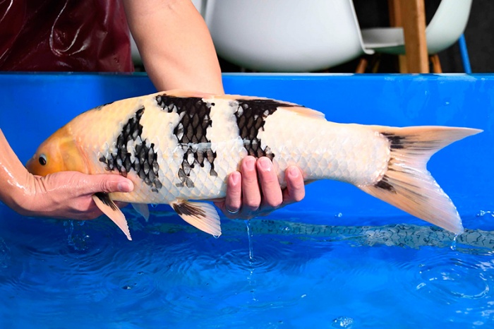 011-面迫白寫-58CM-公-2014年產-8000元起標-(2017明宏錦鯉園)-5.jpg