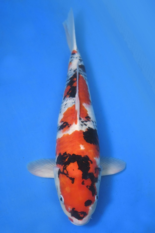 015-真子昭和(日本桃太郎產)-53CM-公-2015年產-5000元起標-(2017明宏錦鯉園)-1.jpg.jpg