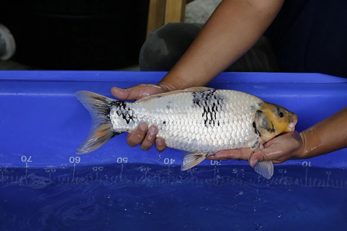 14-白寫-44cm-母-2016年產-3000起標-(強度p3-2017元大昭和拍賣會)-2.jpg