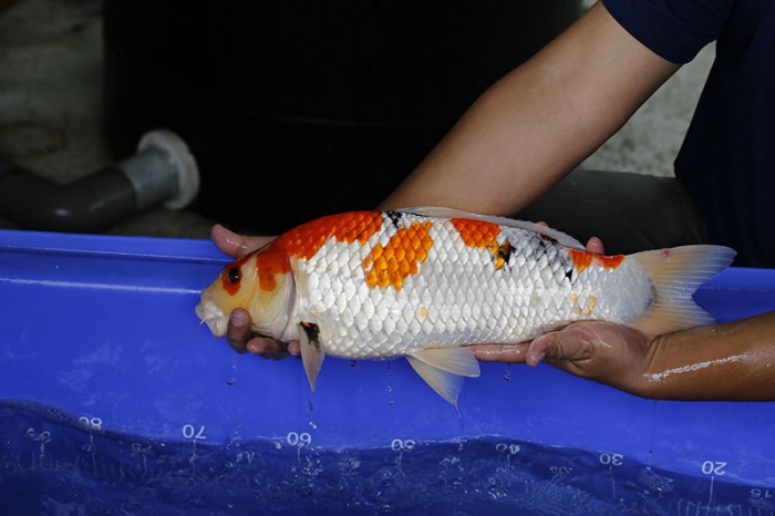 24-昭和三色-48cm-母-2016年產-5000起標-(強度p3-2017元大昭和拍賣會)-4.jpg