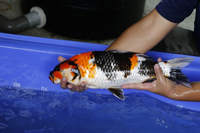 27-昭和三色-47cm-母-2016年產-5000起標-(強度p3-2017元大昭和拍賣會)-3.jpg