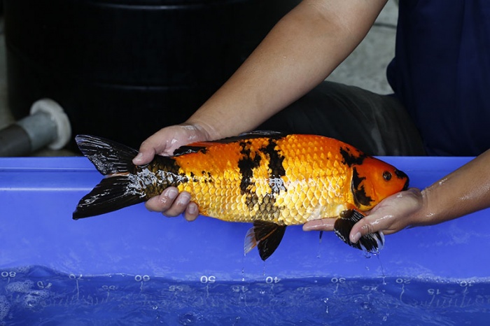 30-紅寫-48cm-公-2016年產-2000起標-(強度p3-2017元大昭和拍賣會)-2.jpg