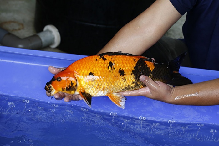 30-紅寫-48cm-公-2016年產-2000起標-(強度p3-2017元大昭和拍賣會)-3.jpg