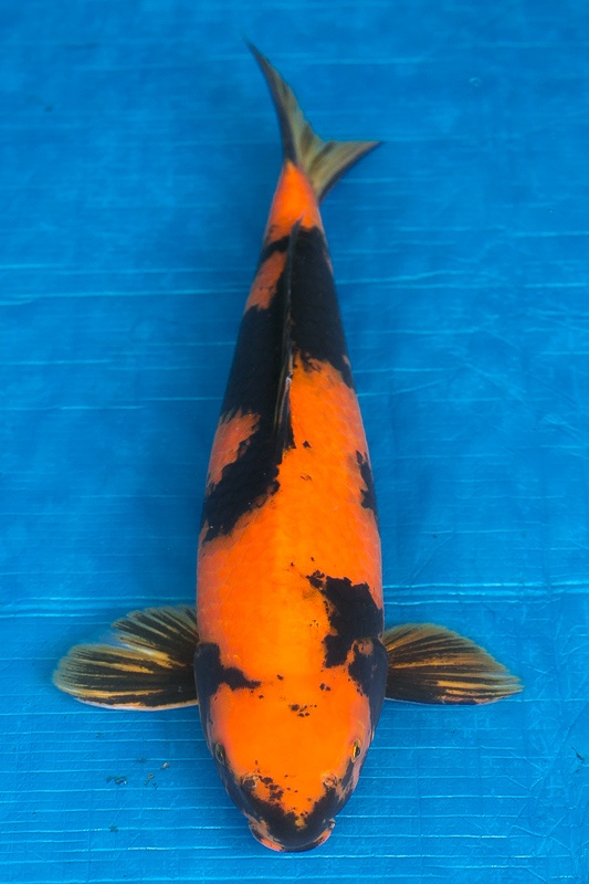 31-紅寫-47cm-公-2016年產-3000起標-(強度p3-2017元大昭和拍賣會)-1.jpg