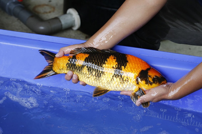 31-紅寫-47cm-公-2016年產-3000起標-(強度p3-2017元大昭和拍賣會)-2.jpg