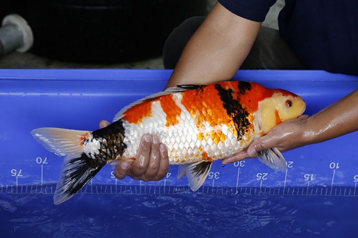 32-昭和三色(最大)-52cm-母-2016年產-5000起標-(強度p3-2017元大昭和拍賣會)-2.jpg.jpg