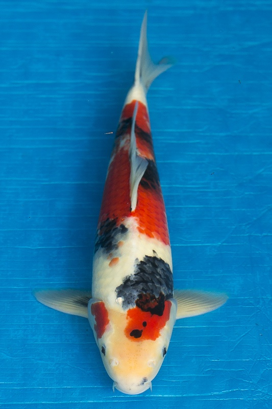 35-昭和三色-43cm-公-2016年產-2000起標-(強度p3-2017元大昭和拍賣會)-1.jpg