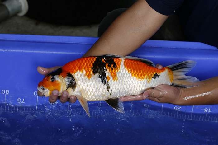 36-昭和三色(搶)-48cm-母-2016年產-3000起標-(強度p3-2017元大昭和拍賣會)-3.jpg.jpg